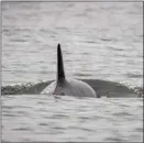  ?? The Canadian Press ?? Killer whale J50 is shown off the coast of Washington state in August.