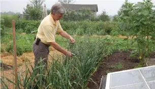  ?? MARKCULLEN.COM PHOTOS ?? Trim off garlic scapes to increase the size of your bulb at harvest time.