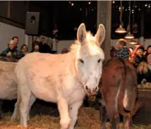  ??  ?? Top to bottom: Sanctuary groom Steven Millar in a festive robe with a tinsel halo, collar and cuffs; candles cast a soft glow; Snowy and the other donkeys feed contentedl­y, just feet away from the visitors.