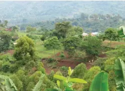  ??  ?? Tree planting on agricultur­al land near Mt Elgon in Uganda helps reduce erosion and takes pressure off natural forests in the region.