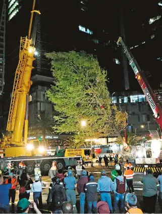  ?? ARCHIVO OMAR FLORES ?? La ciudad recibió el árbol en junio, pero no hay rastro de su donación