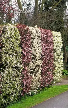  ??  ?? Planting pink and white-flowering varieties of Prunus cerasifera creates an eye-catching display.