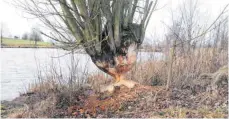  ?? FOTO: LANDRATSAM­T SIGMARINGE­N ?? Baum fällt! Der Biber bedient sich an den Pflanzen in Ufernähe – in manchen Fällen ist daher Vorsicht geboten.