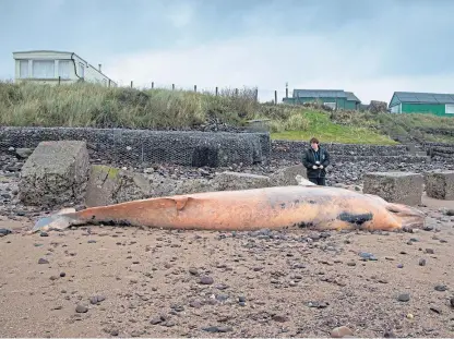  ?? Picture: Paul Reid. ?? Marine experts say the minke whale may have died from old age or disease.