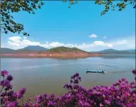  ?? ZHANG JISHUN / FOR CHINA DAILY ?? Wild azalea in the Jilin Longwan National Nature Reserve.