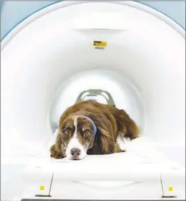  ??  ?? Wil, an Australian shepherd, lays inside a magnetic resonance imaging machine at Emory University.