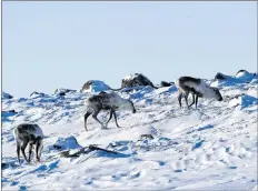  ?? CP PHOTO ?? Wild caribou are seen near the Meadowbank Gold Mine in Nunavut in 2009.