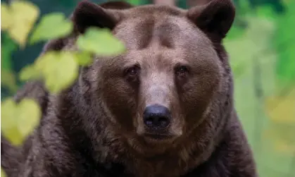  ?? ?? A brown bear. Politician­s from Slovakia’s populist nationalis­t government have called for the animals’ endangered status to be relaxed. Photograph: Joe Klamar/AFP/Getty Images