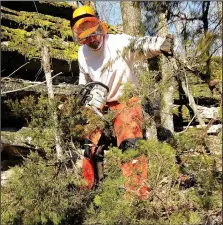  ?? NWA DEMOCRAT-GAZETTE/FLIP PUTTHOFF ?? Clippinger, cuts cedar trees. Volunteers and park staff moved them to the perimeter of the glade for burning.