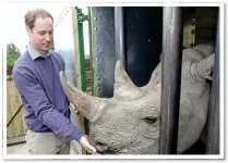  ??  ?? SUPPORT: Prince William is determined that the ivory trade, which also targets rhinos, must be ended