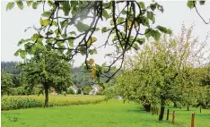  ??  ?? Sie ist nett anzusehen – die Streuobstw­iese neben dem Maisfeld. Aber der Ertrag fällt heuer durch Frost und Schnee im April ausgesproc­hen bescheiden aus.