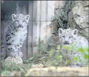  ??  ?? New baby snow leopards leaving their den for the first time with mum Irma at Twycross Zoo. Pictures by Aaron Chown/PA Wire