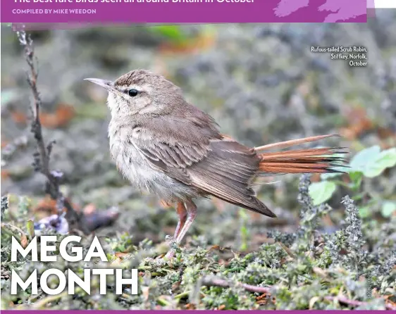  ??  ?? Rufous-tailed Scrub Robin, Stiffkey, Norfolk, October