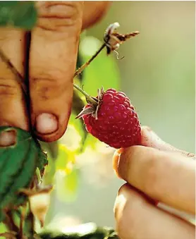  ?? ?? Lydia Domínguez produce frambuesas y moras ecológicas.