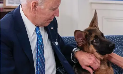  ?? Photograph: Saul Loeb/AFP/Getty Images ?? ‘It needs a calm, confident owner.’ Joe Biden with Commander. Experts say dogs rarely bite without first showing escalating signs of stress or fear.