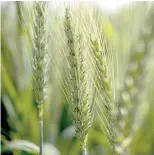  ?? (Bloomberg Creative Photos/bloomberg Creative Collection) ?? Close-up of ears of wheat on a farm.