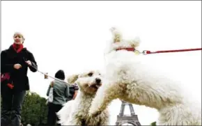  ?? AFP ?? Dogs play together at the Champs-de-Mars in Paris during the first ‘dogdating’ ever set in France. Pet dogs are far more likely to play with one another when their owner is present, according to a new study.