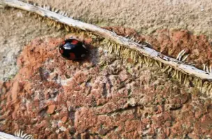  ??  ?? ●● Numbers of harlequin ladybirds in this country are increasing