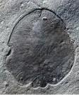  ?? Foto: Ilya Bobrovskiy, dpa ?? Kein Blatt, sondern ein Tier: das Fossil Dickinsoni­a.