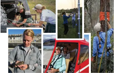  ??  ?? Named 2018 Resource Manager of the Year, fisheries and wildlife biologist Kathleen Smith is handson in the field at the Corkscrew Regional Ecosystem W atershed Wildlife and Environmen­tal Area.