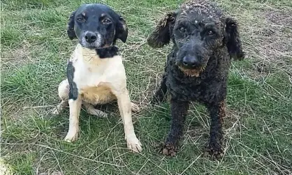  ??  ?? Weed, left, and Dice went missing from their home on the Otago Peninsula on October 17 last year Photograph: Supplied