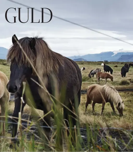  ??  ?? Ett dräktigt isländskt sto ger omkring 500 euro i avkastning varje säsong och det är inte ovanligt att en gård håller omkring 80 blodston eller fler.