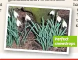  ??  ?? Perfect snowdrops