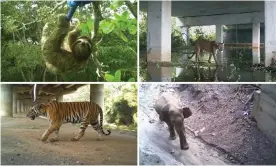  ?? Photograph: (clockwise from top left) Sloth Conservati­on Foundation/Florida Department of Transporta­tion/Norris Dodd/Wildlife Institute of India ?? Dedicated wildlife routes are helping animals from sloths to tigers to navigate busy roads.