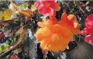  ??  ?? Holman says gardening runs in his family: He inherited these begonias from his grandmothe­r.