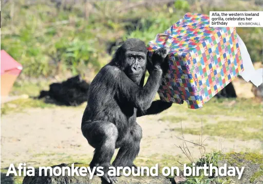  ?? BEN BIRCHALL ?? Afia, the western lowland gorilla, celebrates her birthday