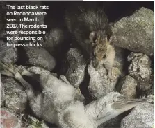  ??  ?? The last black rats on Redonda were seen in March 2017. The rodents were responsibl­e for pouncing on helpless chicks.