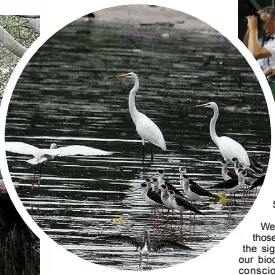  ?? CONTRIBUTE­D PHOTO ?? Some of the migratory bird species that thrive at the wetland.