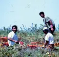  ?? ?? Nei campi Braccianti agricoli in Puglia