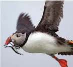  ?? Associated Press ?? A puffin prepares to land with a bill full of fish on Eastern Egg Rock off the Maine coast. Puffins died at an alarming rate from starvation because of a shortage of herring.