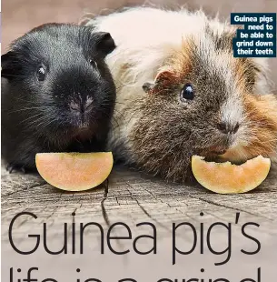  ?? Their teeth ?? Guinea pigs need to be able to grind down