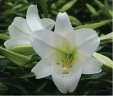  ?? SONIA DAY ?? Be patient with Easter lilies. They bloom one at a time, so don’t expect a lot of flowers all at once, because that never happens, Sonia Day writes.