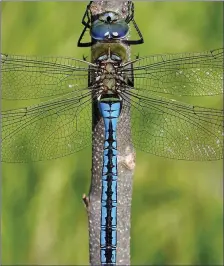  ??  ?? The Emperor, our largest dragonfly, was first recorded in Ireland in 2000 and continues to expand its range.