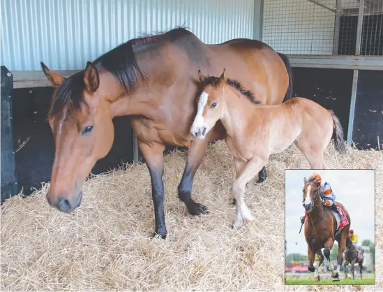  ??  ?? THEN AND NOW: Pretty Penny with Dollar For Dollar six years ago (above) and Dollar For Dollar winning at Sandown Hillside last year (inset).