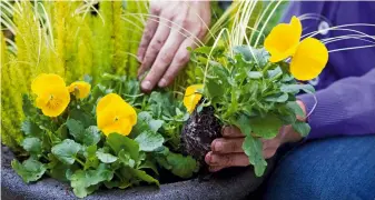  ?? ?? Add a pop of colour to pots of evergreens with flowers such as pansies