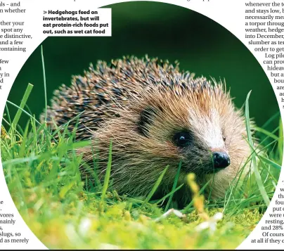  ??  ?? > Hedgehogs feed on invertebra­tes, but will eat protein-rich foods put out, such as wet cat food