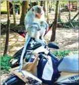  ?? SUPPLIED ?? A macaque monkey sits on a motorbike.