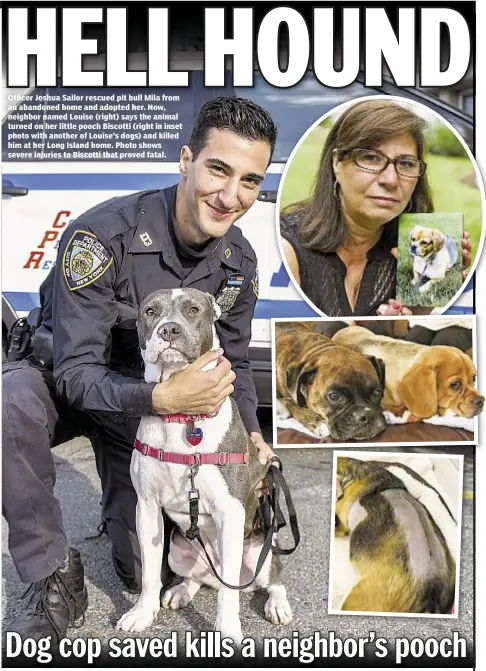  ??  ?? Officer Joshua Sailor rescued pit bull Mila from an abandoned home and adopted her. Now, neighbor named Louise (right) says the animal turned on her little pooch Biscotti (right in inset photo with another of Louise’s dogs) and killed him at her Long...