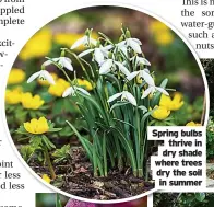  ??  ?? Spring bulbs thrive in dry shade where trees dry the soil in summer