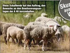  ??  ?? Diese Schafherde hat den Auftrag, den Bewuchs an den Bewässerun­gsanlagen der A 40 kurzzuhalt­en.