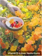  ??  ?? Vitamin D-licious: Nasturtium­s