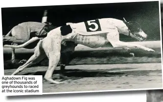  ?? ?? Aghadown Fig was one of thousands of greyhounds to raced at the iconic stadium