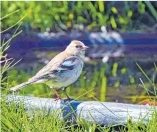  ?? FOTO: MICHAEL SCHÖNE/IMAGO ?? Ein weiblicher Buchfink (Fringilla coelebs).