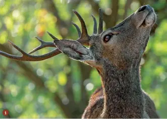  ??  ?? 1.
L’Ispra ha definito le linee guida per la redazione dei piani di prelievo - cervidi, bovidi, galliformi; censire il cinghiale è impossibil­e - nella seconda stagione dcd, durante covid diciannove. E chi si aspettava una replica di quanto accaduto l’anno scorso si è dovuto ricalibrar­e: se la primavera
2020 aveva spazzato via ogni certezza in un respiro infetto, stavolta c’è stato tempo per pianificar­e. Lo spirito dell’emergenza, fa capire l’Ispra, non può durare all’infinito