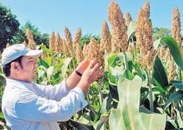  ??  ?? Trabajo de campo. Parada Jaco ha investigad­o el daño que las termitas causan en sorgo y maíz, así como sobre la reproducci­ón de parasitoid­es para el manejo de la mosca blanca en el cultivo de tomate, entre otros temas.