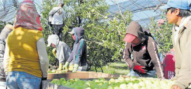  ??  ?? ENTRE la colocación de nuevos productos están productos como las hortalizas, los chiles.